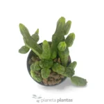 Euforbia pseudoglobosa verde — vista dall'alto