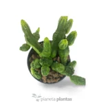 Euforbia pseudoglobosa verde — foto principale