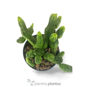 Euforbia pseudoglobosa verde — foto principale