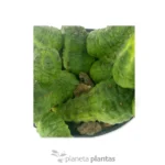 Euforbia pseudoglobosa verde — vista laterale