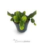 Euforbia pseudoglobosa verde — vista dettaglio