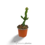 Euforbia Spiralis