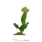 Euforbia Spiralis — vista dettaglio