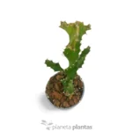 Euforbia Spiralis — foto principale