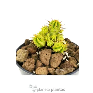 Euphorbia Aggregata Variegata