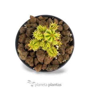 Euphorbia Aggregata Variegata — foto principale