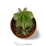 Euphorbia Anoplia 'Madre Hubbard' — vista dettaglio