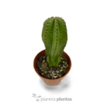 Euphorbia Anoplia 'Madre Hubbard' — foto principale