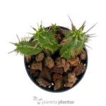 Euforbia Enopla Rosa — foto principale