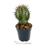 Euforbia Horrida Boiss — foto principale
