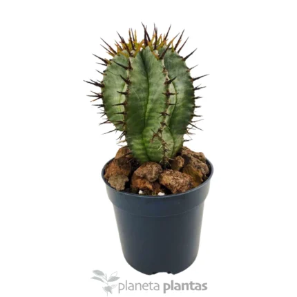 Euforbia Horrida Boiss — foto principale