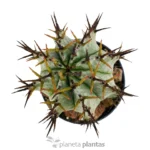 Euforbia Horrida Boiss