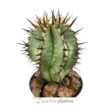 Euforbia Horrida Boiss — vista laterale