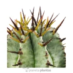 Euforbia Horrida Boiss — vista dettaglio