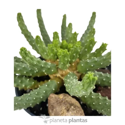Euforbia Inermis
