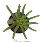 Euforbia Inermis — vista dall'alto