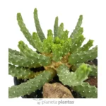 Euforbia Inermis — vista laterale