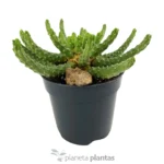 Euforbia Inermis — vista dettaglio