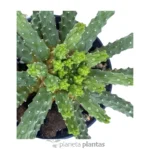 Euforbia Inermis — foto principale