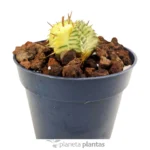 Euphorbia Meloformis Variegata — foto principale