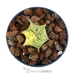 Euphorbia Meloformis Variegata
