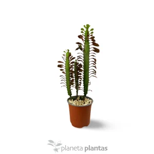 Euforbia Trigona Rubra
