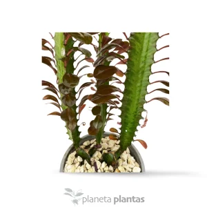 Euforbia Trigona Rubra — foto principale