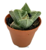 Bocca della Tigre - (Faucaria Tigrina) — foto principale