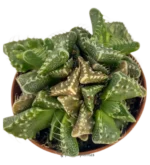 Bocca della Tigre - (Faucaria Tigrina) — vista dettaglio