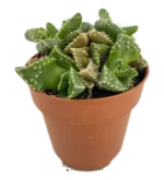 Bocca della Tigre - (Faucaria Tigrina)