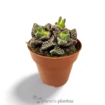 Faucaria tuberculosa