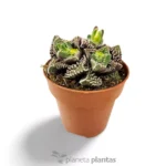 Faucaria tuberculosa — foto principale