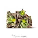 Faucaria tuberculosa — vista dettaglio