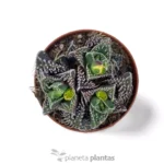 Faucaria tuberculosa — vista laterale