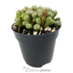 Fenestraria Rhopalophylla — foto principale