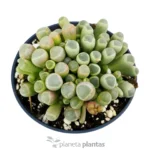 Fenestraria Rhopalophylla — vista laterale