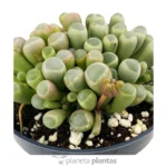 Fenestraria Rhopalophylla — vista dall'alto