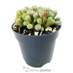 Fenestraria Rhopalophylla — vista dettaglio