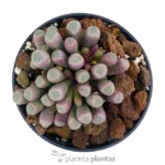 Fenestraria Aurantiaca — vista laterale
