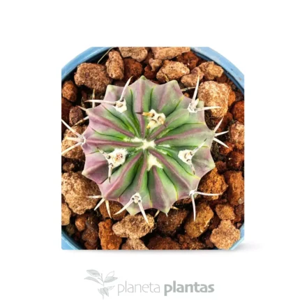 Ferocactus latispinus