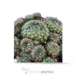 Frailea Pumila — vista dettaglio