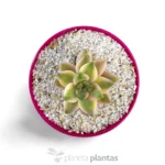 Graptoveria Victoria Kane — foto principale