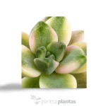 Graptoveria Victoria Kane — vista dettaglio