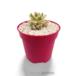 Graptoveria Victoria Kane — vista laterale