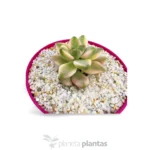 Graptoveria Victoria Kane — vista dall'alto