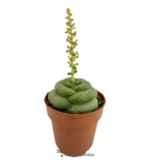Gasteria Armstrongii — foto principale