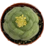 Gasteria Armstrongii — vista dettaglio
