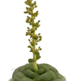 Gasteria Armstrongii — vista laterale