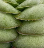 Gasteria Armstrongii — altra vista