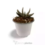 Gasteria Baylissiana — vista laterale